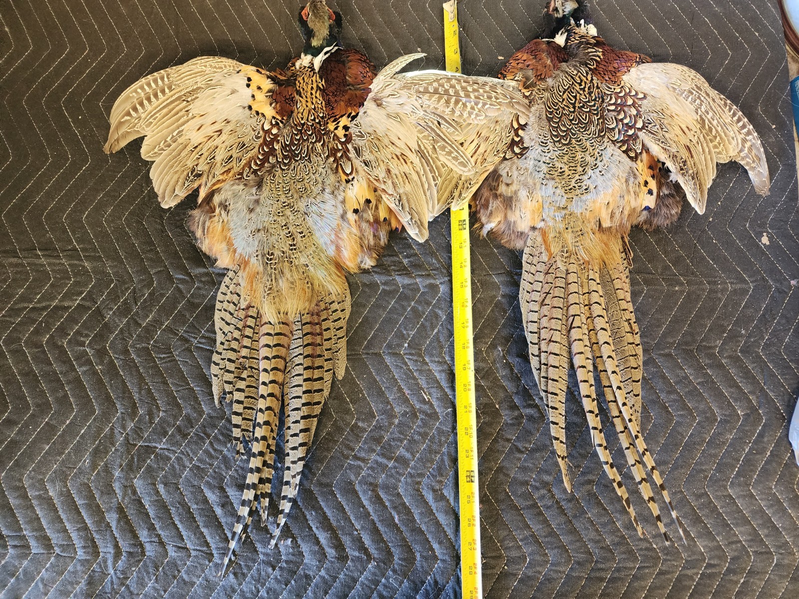 2 Ring Necked Pheasant Pelt Feathers Fly Fishing Material Dog Training Crafts