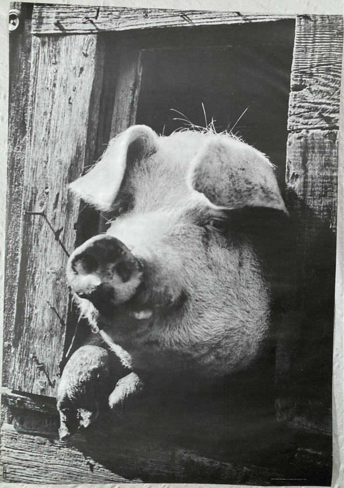 Pig 1968 Personality Poster New York City Hippie Head Shop