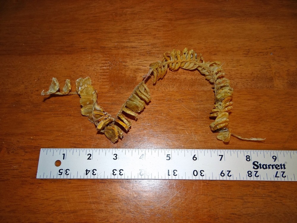 Whelk Egg Case Casing Natural Specimen - Nautical Sea Shell/Beach Decor