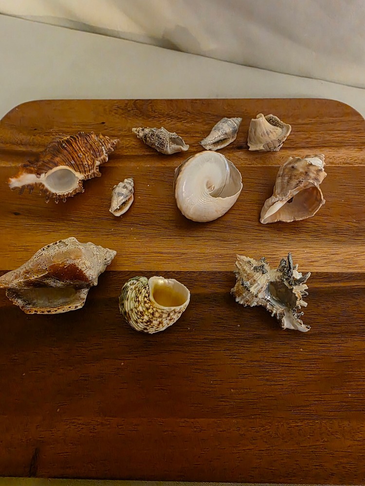 Ocean Seashell Lot - Estate Find