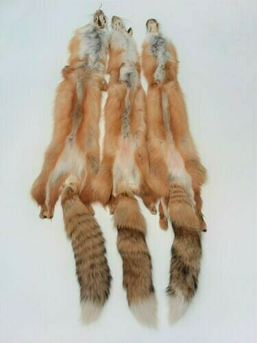 Tanned Canada Red Fox Winter “Heavy Fur” XL Pelt, Hide, Medium Grade (canrfmg)