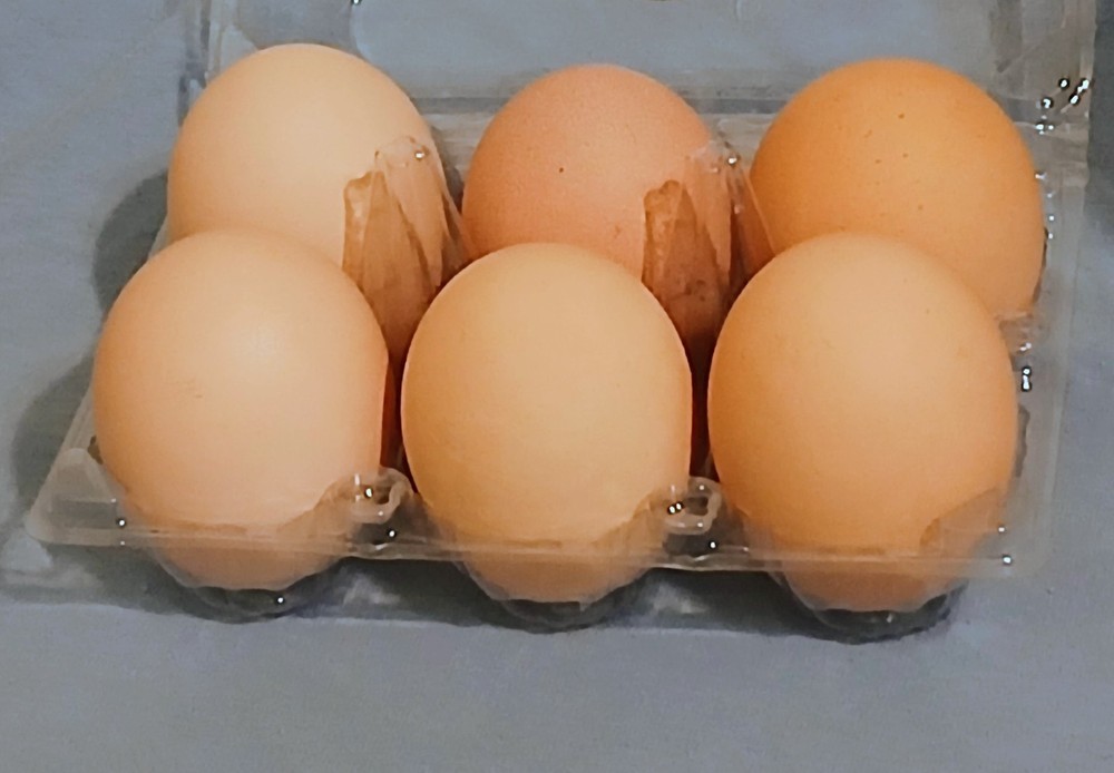 12 Heavy Egg Production  Hatching Eggs