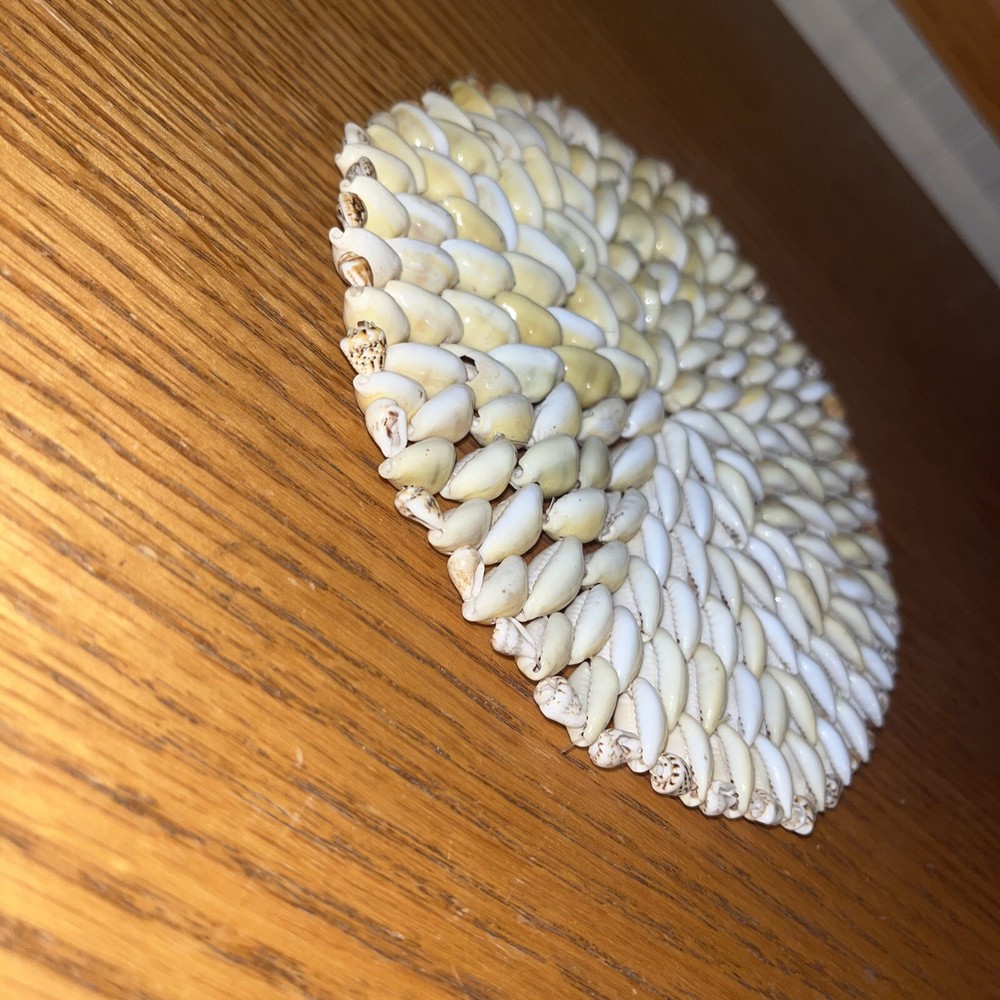 pooka shell large coaster beach decor