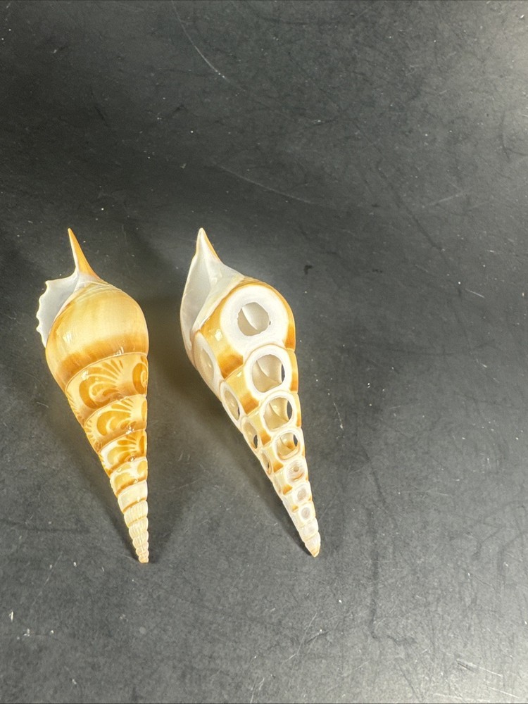 Tibia Shells Cut Polished Etched 2 Pieces Natural Decor Specimen