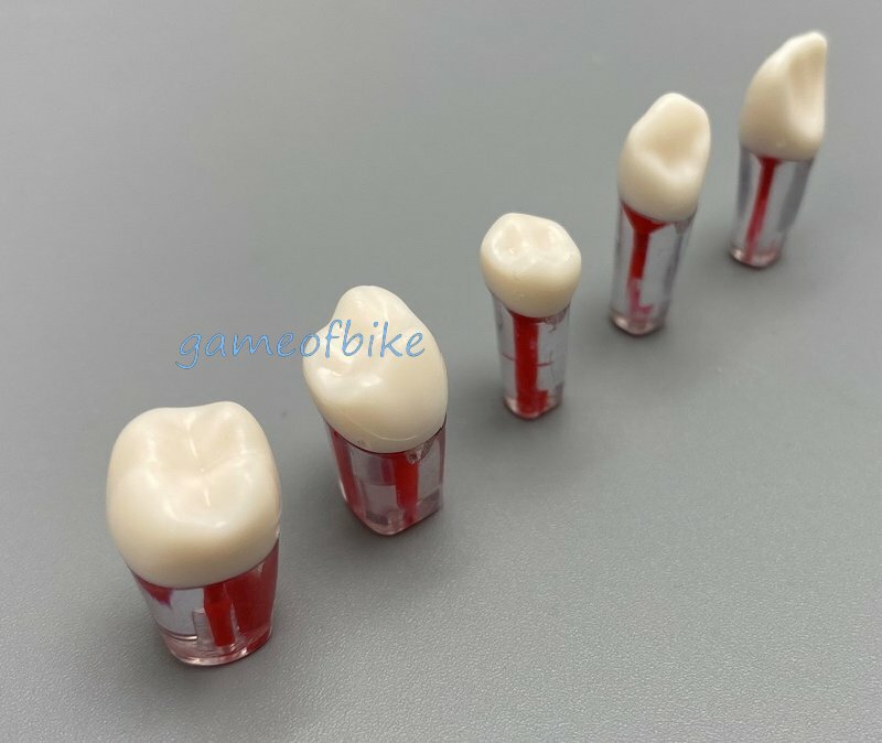 10x Dental Root Canal Teeth Study Practice Model Endodontic Pulp File Injection