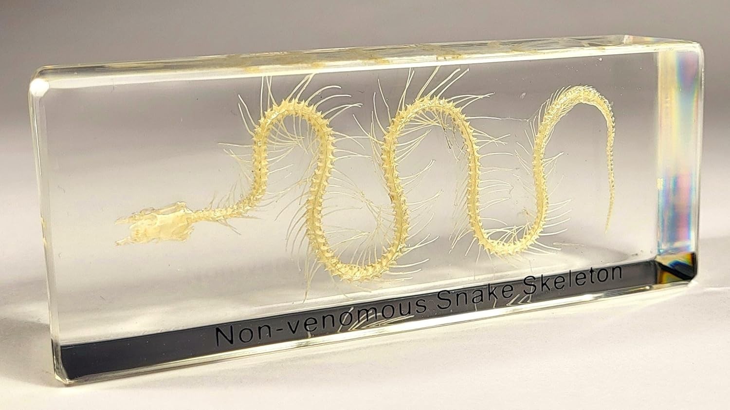 Real Water Snake Skeleton in 110mm Clear Lucite Resin Science Education Specimen