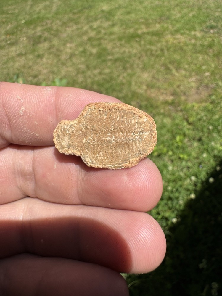 Nice Trilobite Fossil