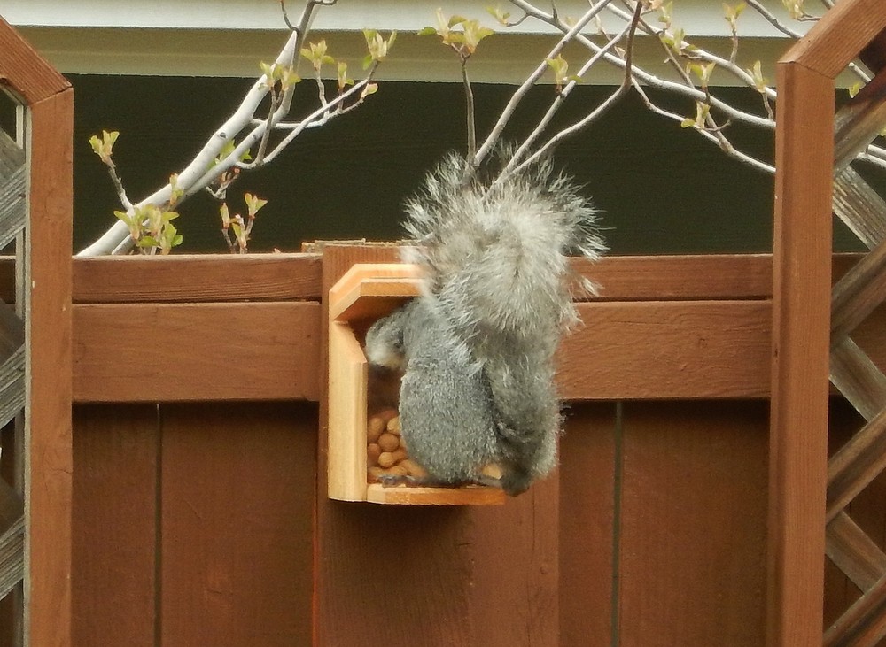 Cedar Squirrel Feeder Hand Made in U.S.A.