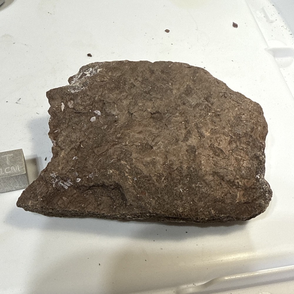 Fossil Placoderm Pieces