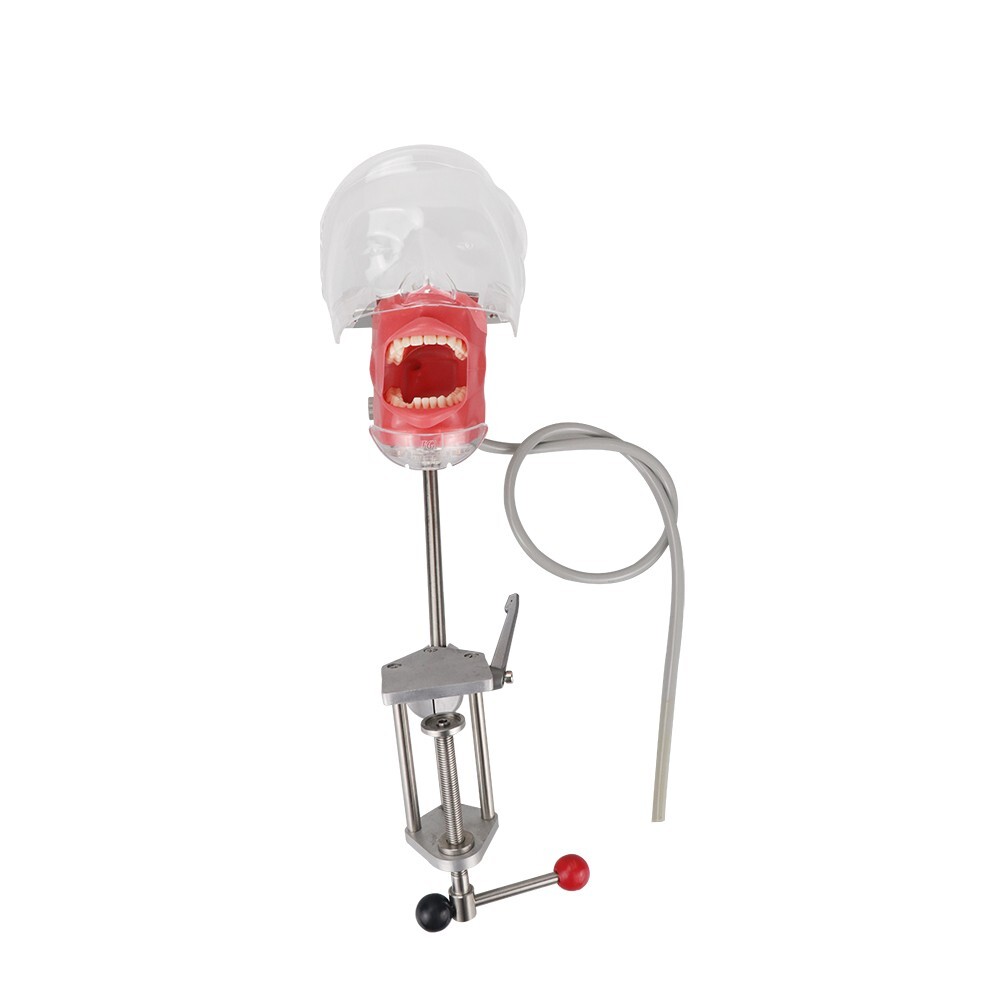 Dental Simulator Mannequin Head Teeth Model Teaching Practicing Head Mold desk