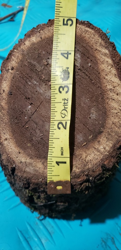 Solid Walnut Pedestal
