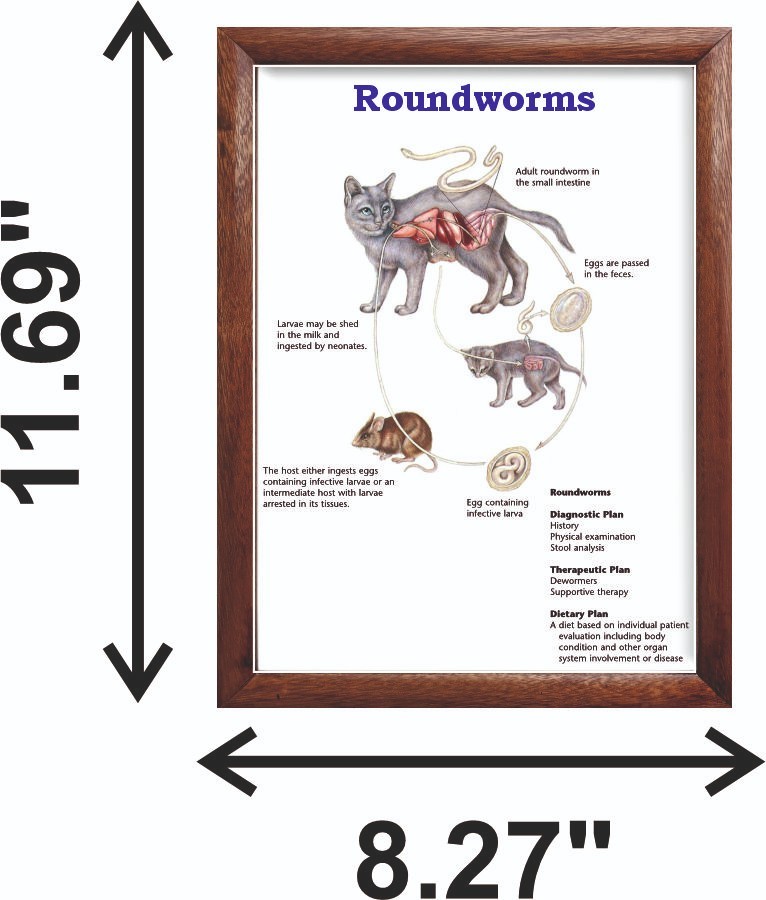 Roundworms Chart 12x18 inches