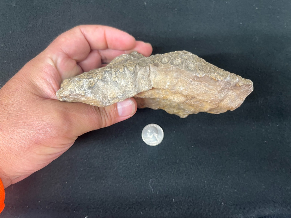 Petoskey Stone Display Specimen Michigan