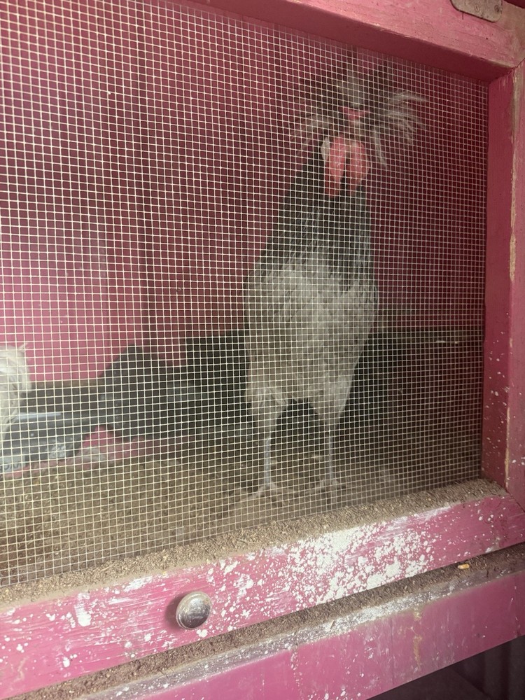 Polish Hatching Eggs