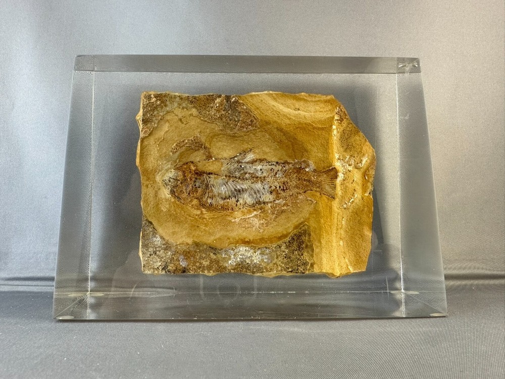 🦴 Fossilized Fish in Stone Matrix 🐟 | Authentic Prehistoric Specimen | Display