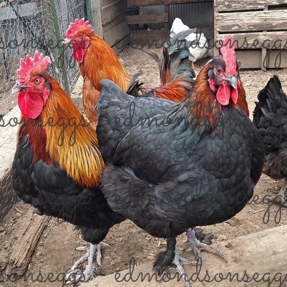 12 Colorful Hatching EGGS.multi Gen Olive EGGER Easter Egger Free Ranging Mix