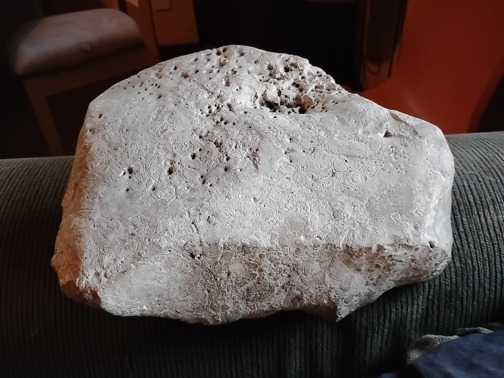 DEFINITELY A DINO BONE... DON'T KNOW WHICH ONE YET.. PLEASE HELP ME IDENTIFY IT.