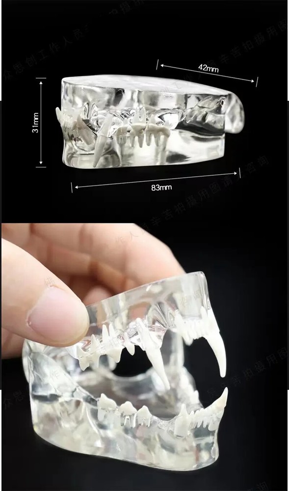 Cat Teeth Model Tooth Transparent Anatomical Veterinary Teaching PVC