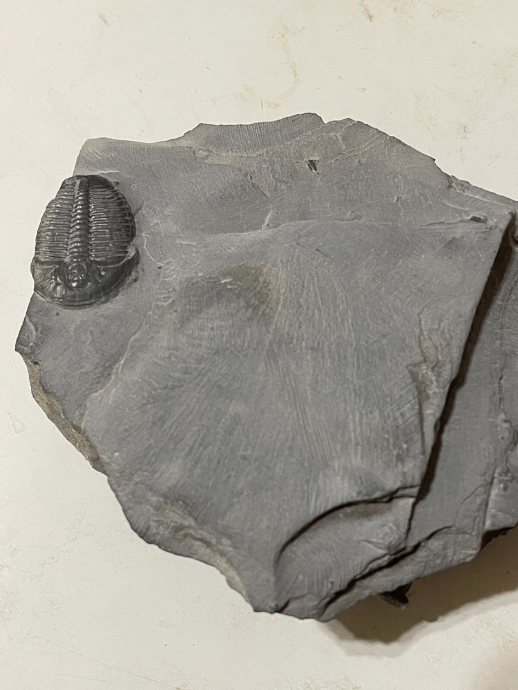 ELRATHIA TRILOBITE FOSSIL ON MATRIX LARGE