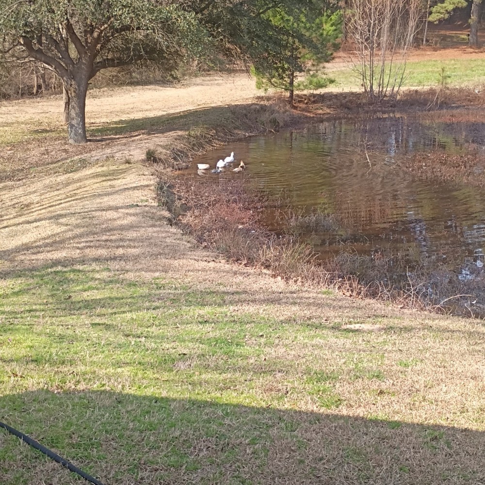 4 Potentially Fertilized Duck Eggs