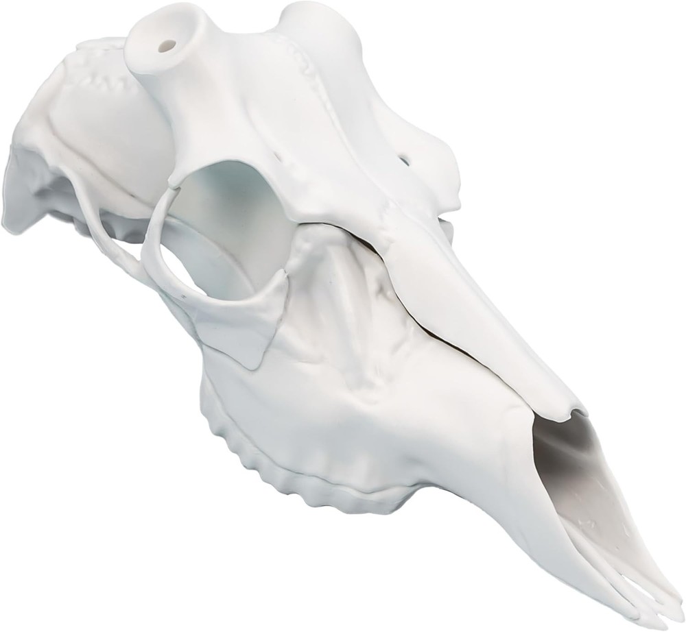 Universal Sizing Antler Mounting Kit - Skull Master 3D Replica for Any Size