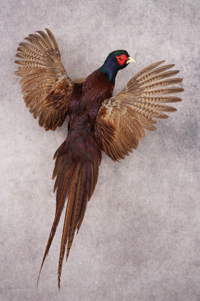 Black Necked Pheasant SKU 3247