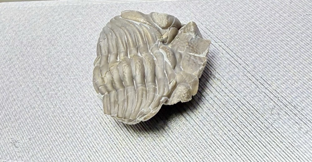 Phacops Trilobite ~Silica Formation~ Ohio ~ Devonian Period