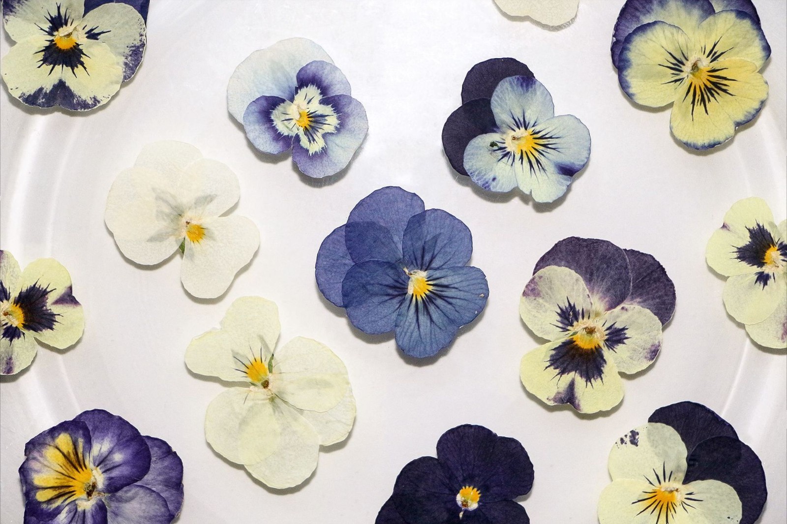 16PCS real Pressed dried Pansies/Violas flowers Collection FSS508