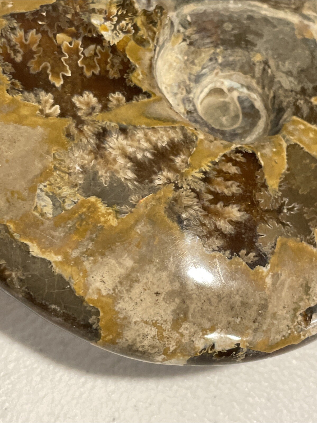 Small Fossilized Agatized Polished Ammonite Specimen 6 inches 1# 10oz