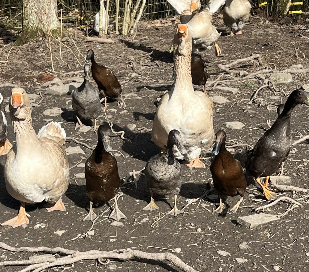 12 Chocolate and Blue Mixed Runner Duck Hatching Eggs
