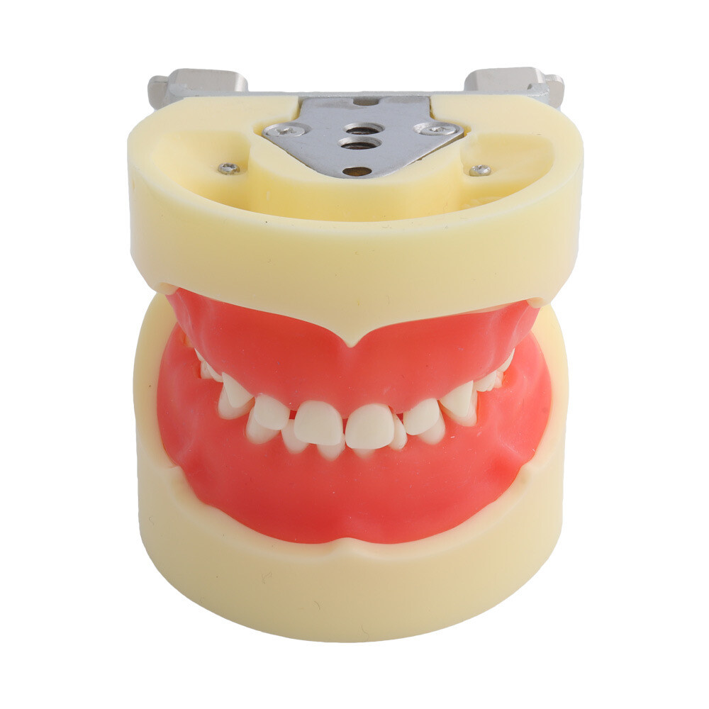 24 Teeth Removable Replaceable Children Deciduous Tooth Preparation Teacth Model
