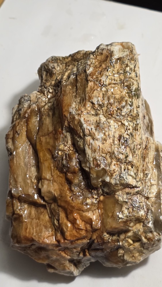 Petrified Wood Agatized