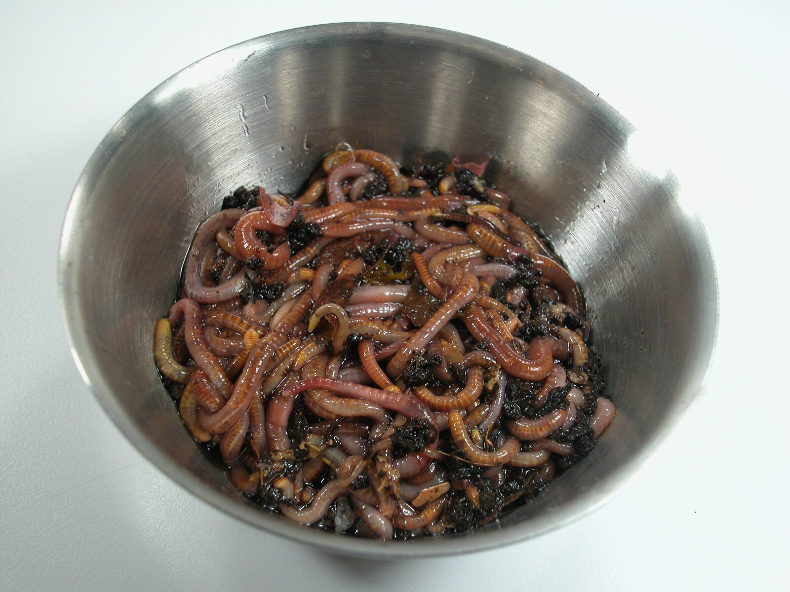 50+ Red Wiggler Worms—Live-Healthy-Organic—Eisenia fetida—FREE SHIPPING