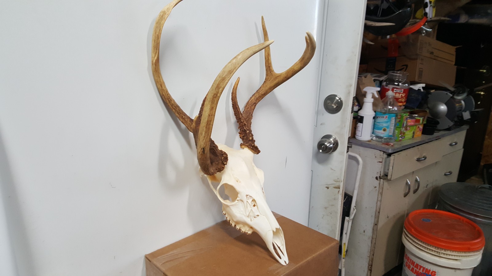 Double Main Beam WHITETAIL DEER RACK FULL SKULL mule elk shed antlers taxidermy