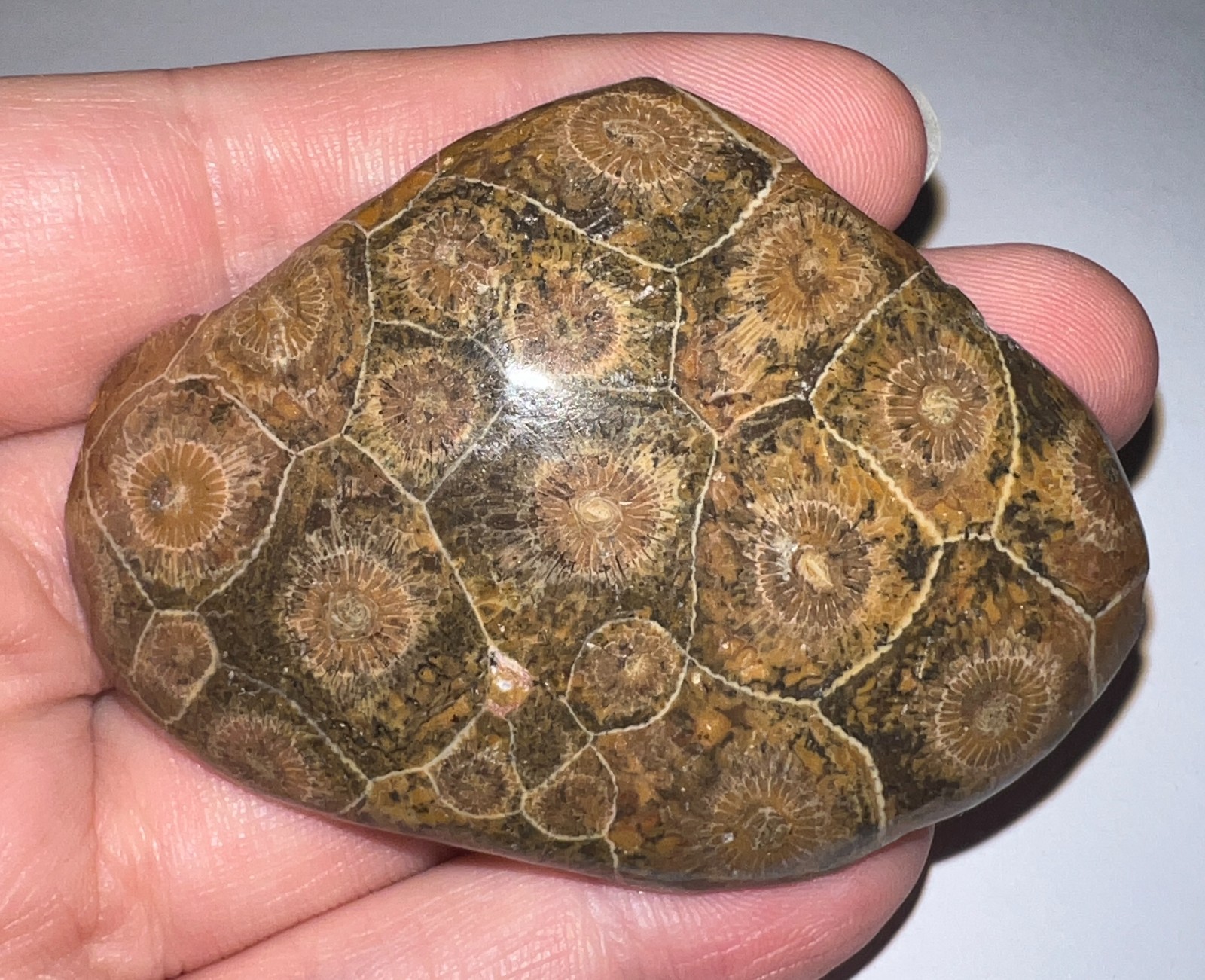 Moroccan Pre Dinosaur Fossil Polished Coral Lot 3 Inches One Per Order