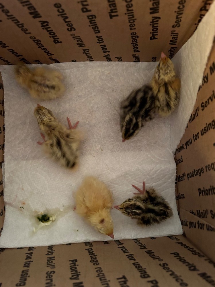 10+ Assorted Coturnix Quail Hatching Eggs