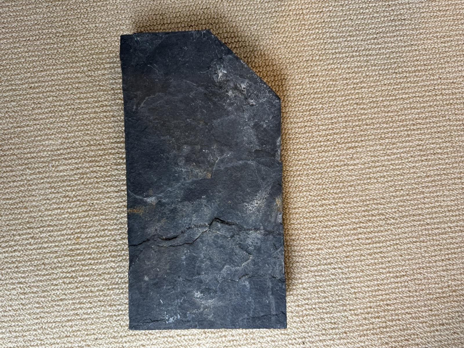 Coccosteus Placoderm Devonian Fossil