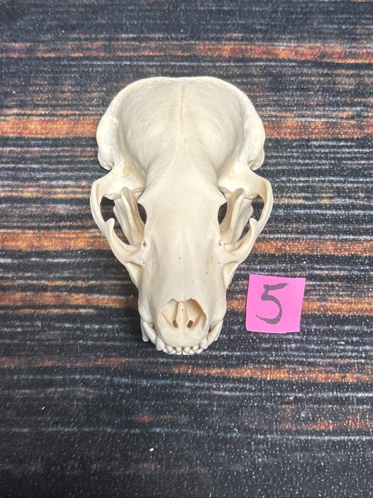Real XL Badger Skull Unique Gift Halloween Craft Animal Mount Art Model Head Odd