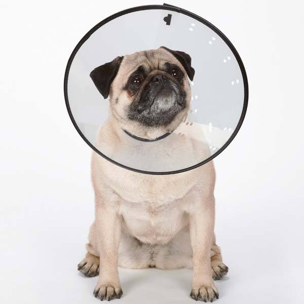 Elizabethan Dog Collar Cone, Medical Wound Heal, Total Pet Health, XS S M L XL