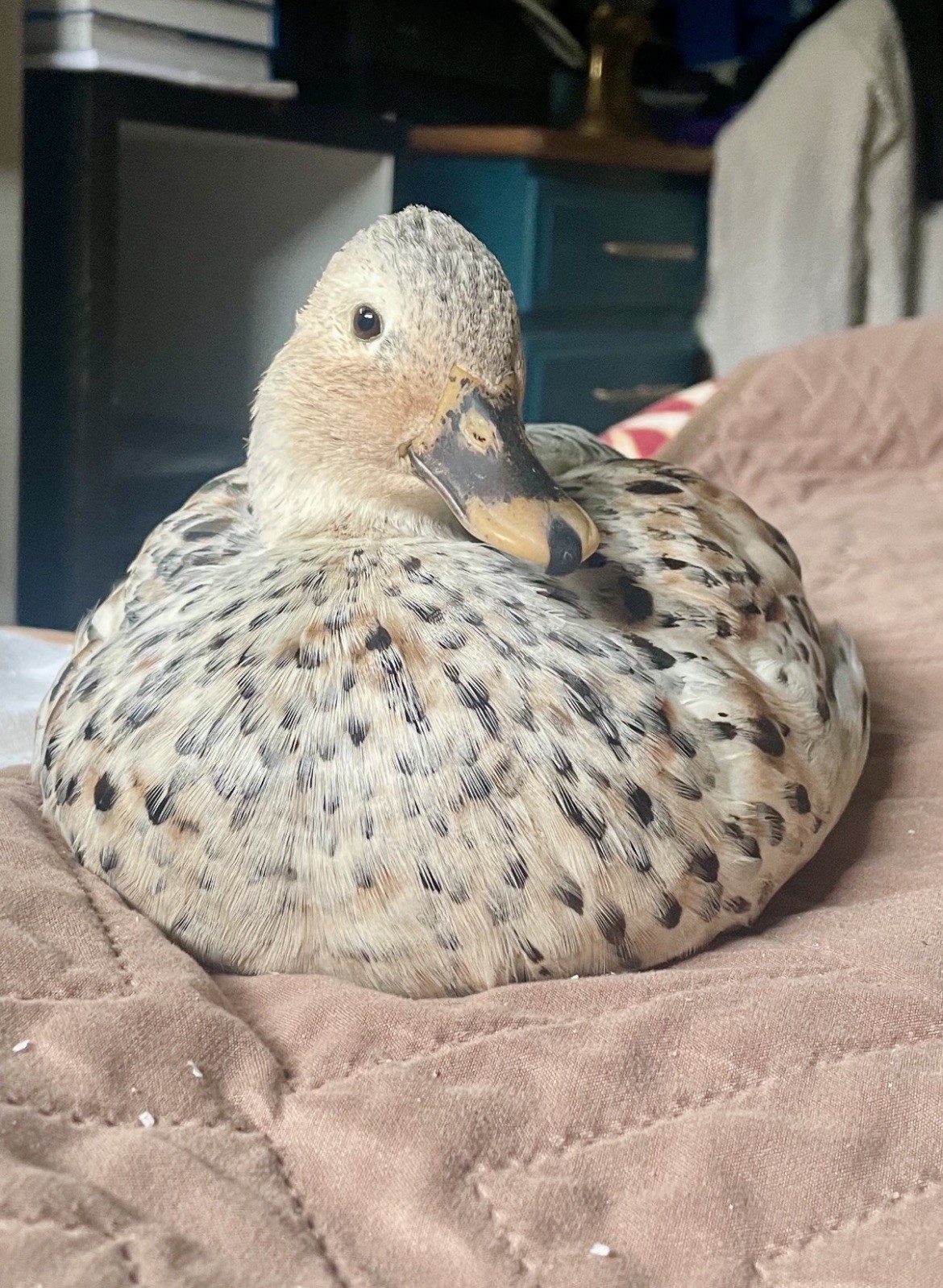 Snowy Call Duck Hatching Eggs- Qty 6 Pet Quality Fertile Call Duck Eggs