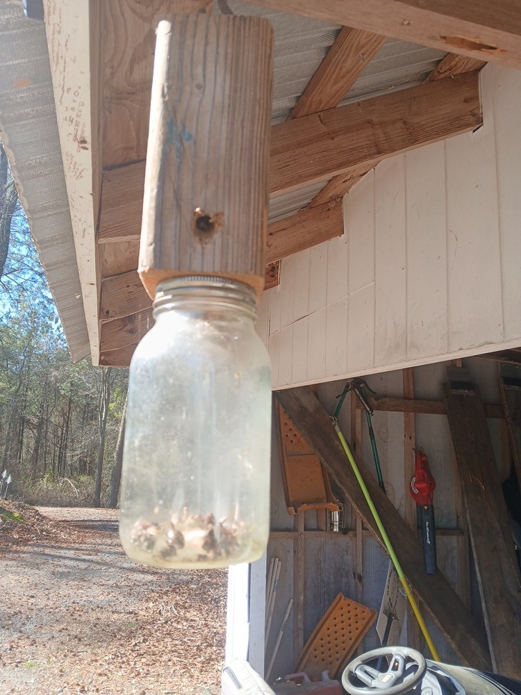 carpenter bee traps Handcrafted