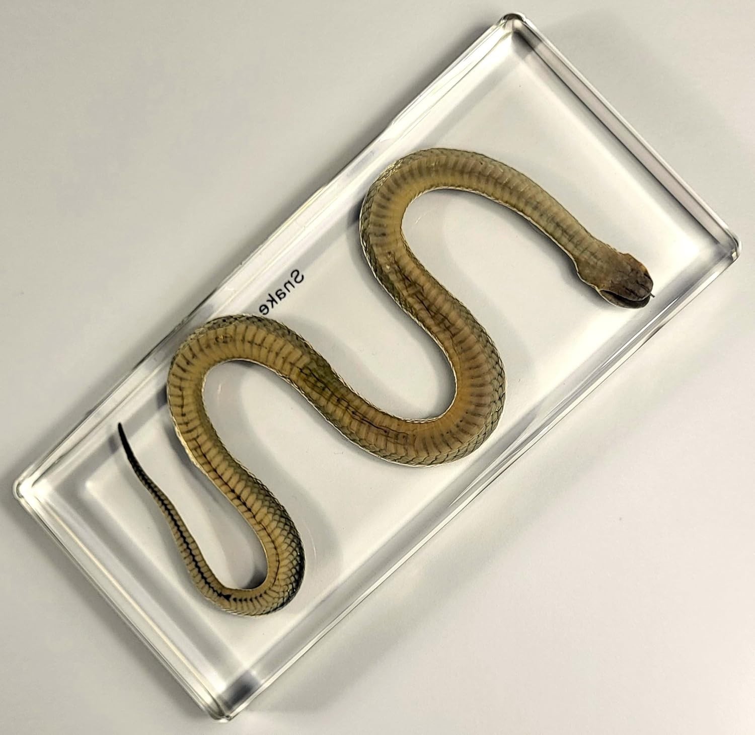 Chinese Water Snake Encased in Crystal Clear Lucite Resin 6.3" Paperweight Block