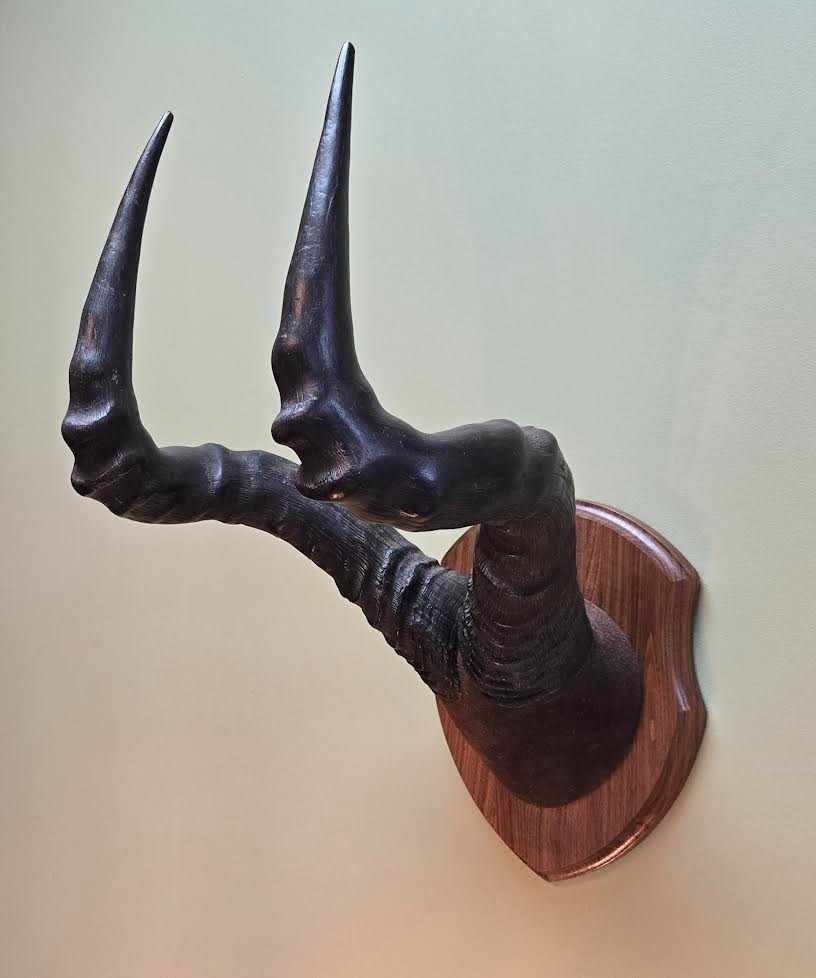 Red Hartebeest Plaque Mounted Horns
