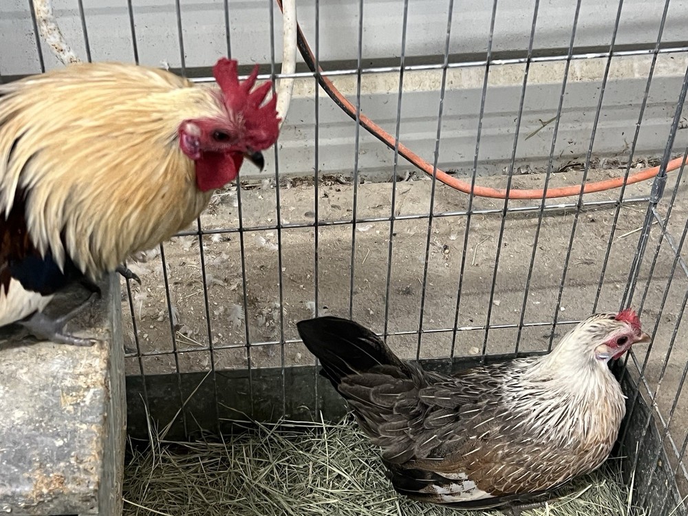 6++ Serama Hatching Eggs