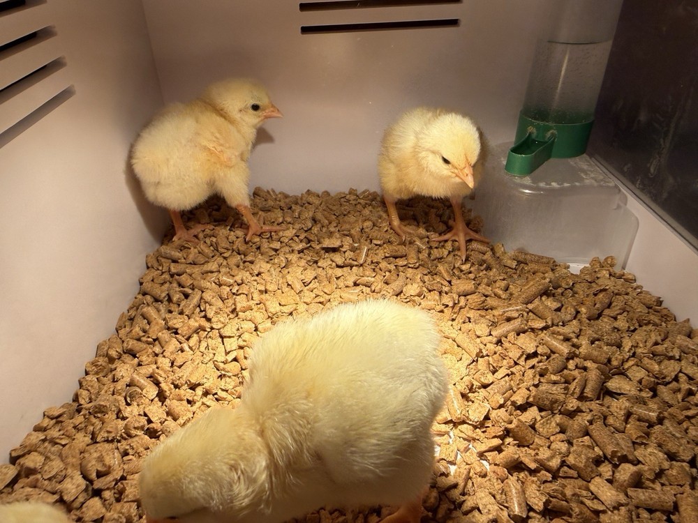 6 + Delaware Broiler Hatching Eggs