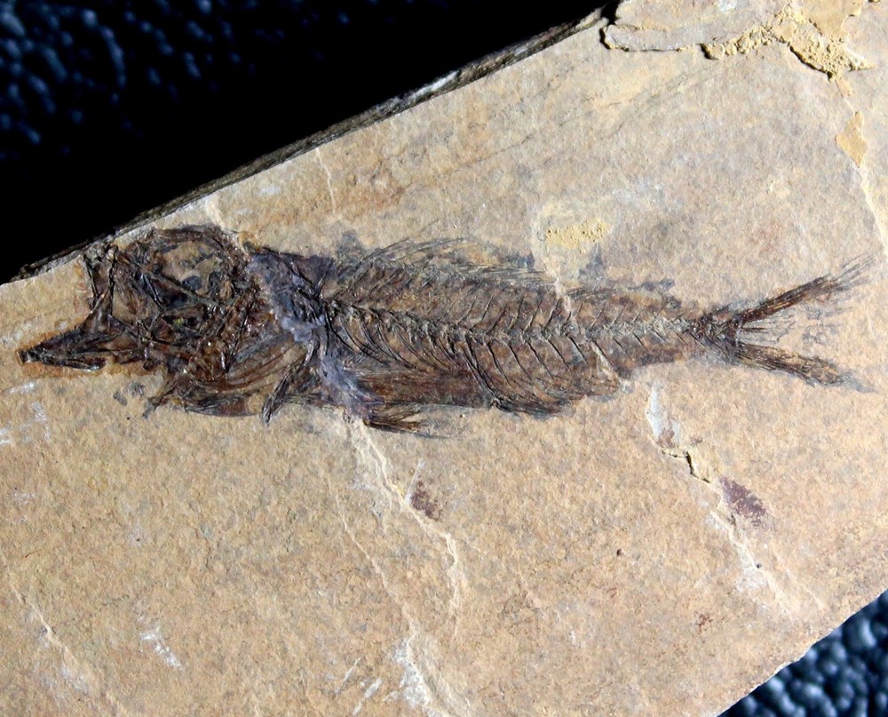 Serranus budensis - Very nice, big fossil fish
