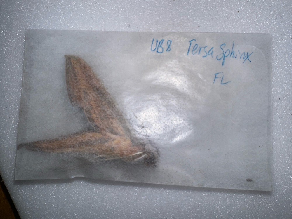 UB8 - Tersa Sphinx Moth - Xylophanes Tersa 2