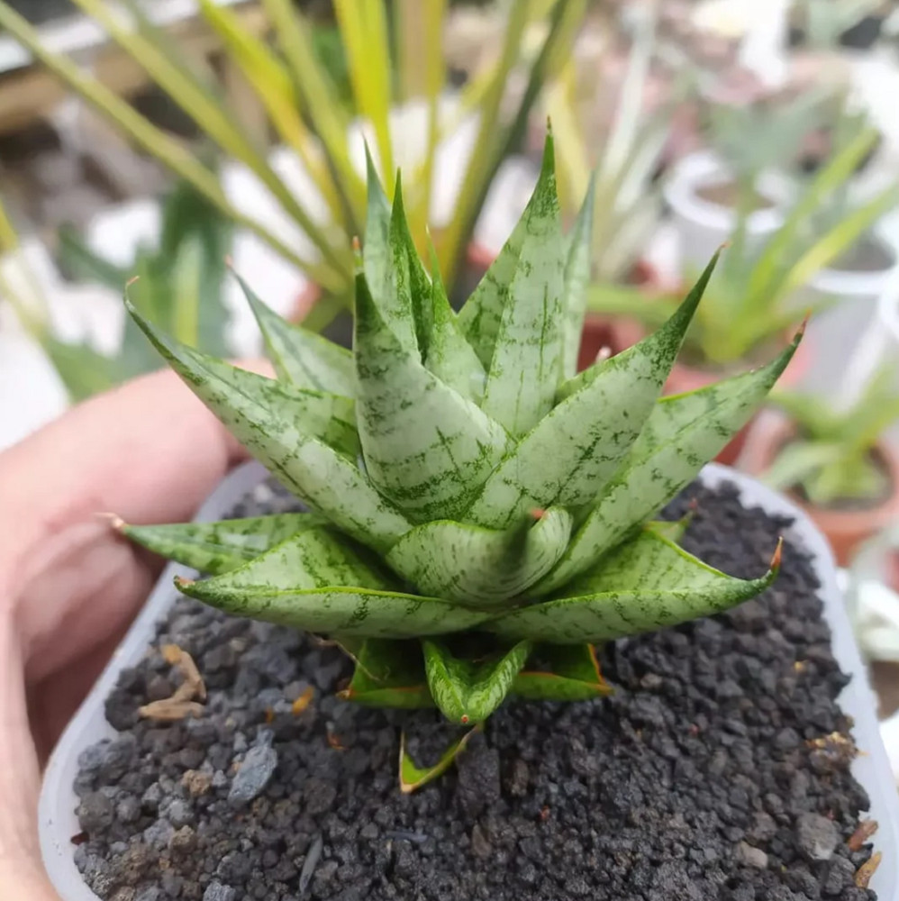 Sansevieria tesya Free Phytosanitary Certificate