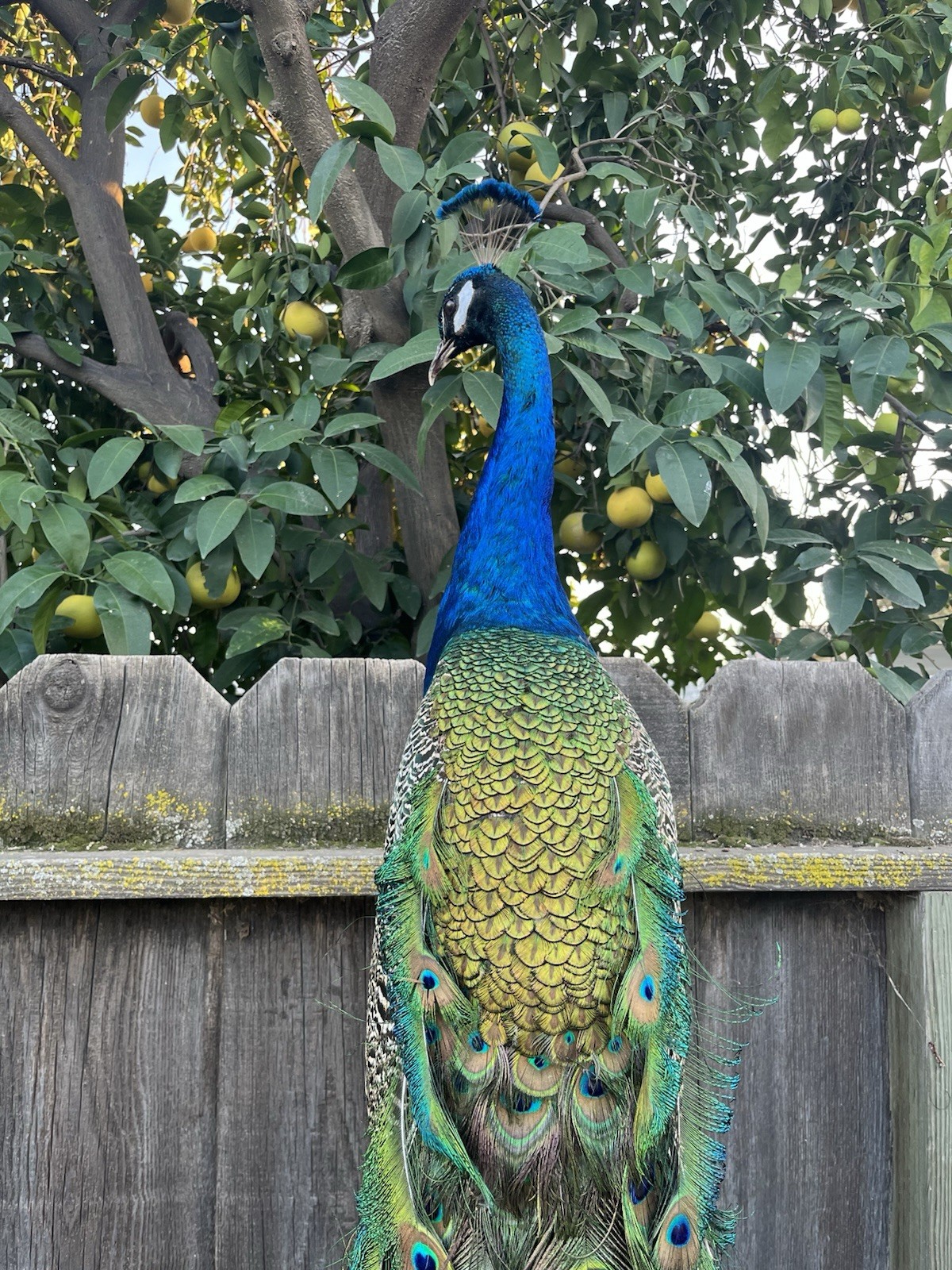 India Blue Real PEACOCK Taxidermy Mount museum quality