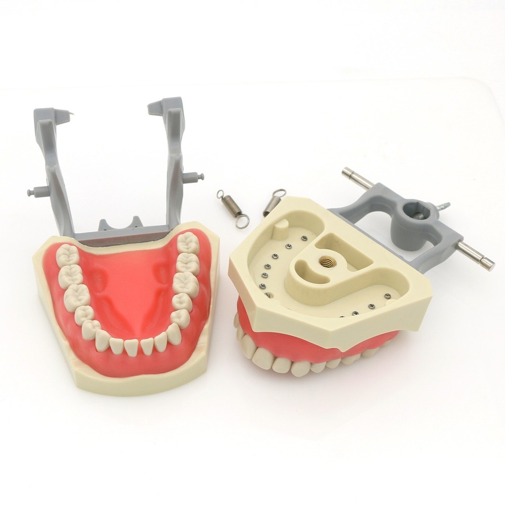 Columbia Dentoform 860 Dental Typodont Model 32pcs Removable Teeth Soft Gingiva